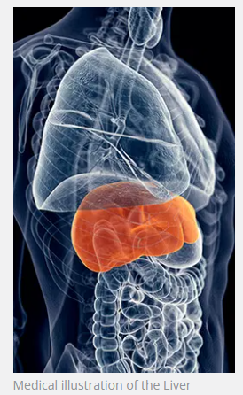 Liver Image