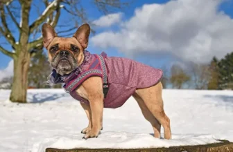 Stylish and Functional Dog Winter Coats