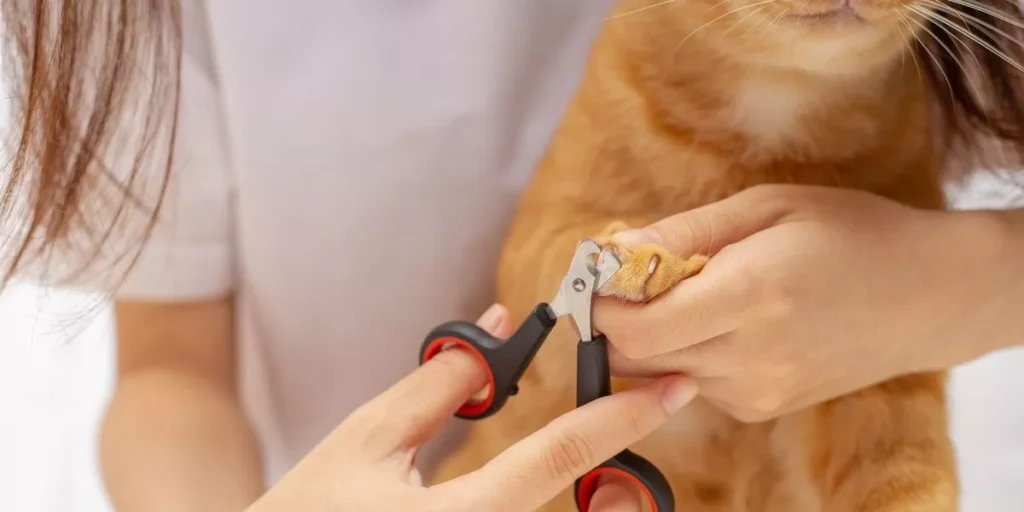 How Do You Choose the Right Nail Clippers for Your Cat? How Do You Choose the Right Nail Clippers for Your Cat?